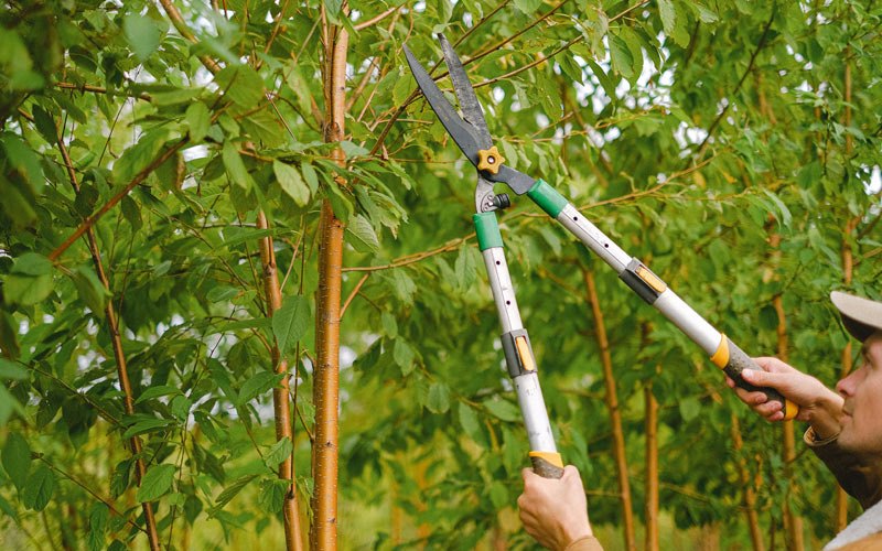 Tree trimming in Sonoita, AZ